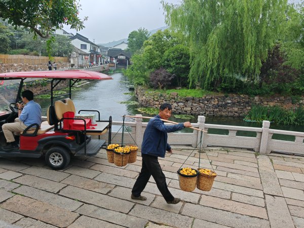 垒富配资 今年东山枇杷减产三分之一：当地加码文旅转型，国际化提速