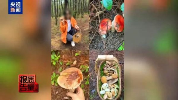 金猪配资 大理苍山采蘑菇爆火，一天超万名游客进山！挖了扔、随意埋、菌丝裸露……专家警告：一旦破坏，蘑菇就“断子绝孙”了